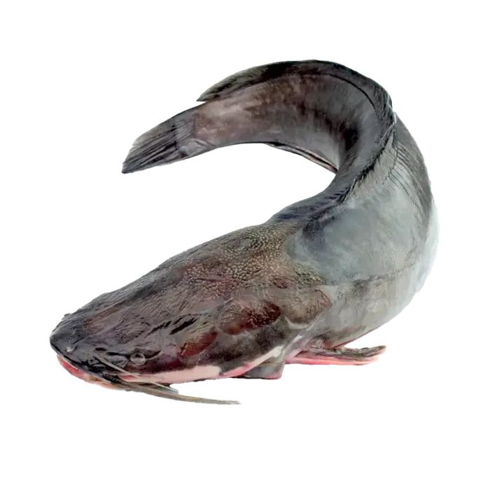 Machoiron.webp