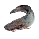 Machoiron.webp