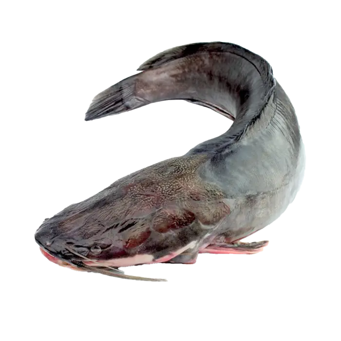 Machoiron