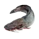 Machoiron