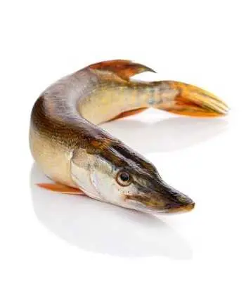 Brochet 