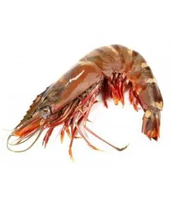 Gambas